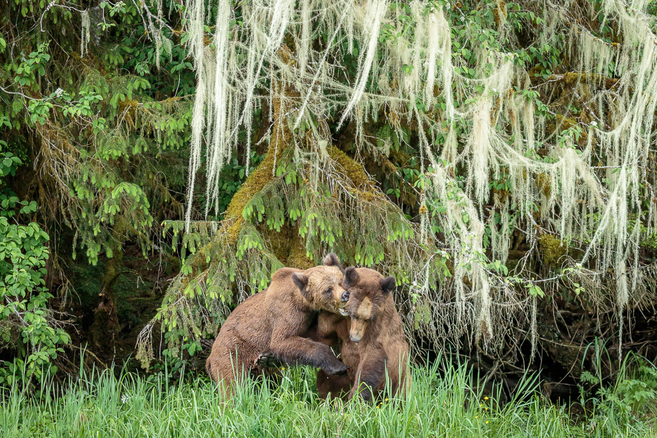 Grizzly Bear in Khutzeymateen Provincial Park, British Columbia