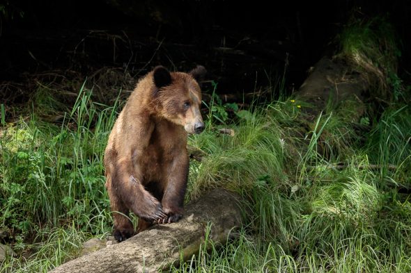 Grizzly Bear in Khutzeymateen Provincial Park, British Columbia