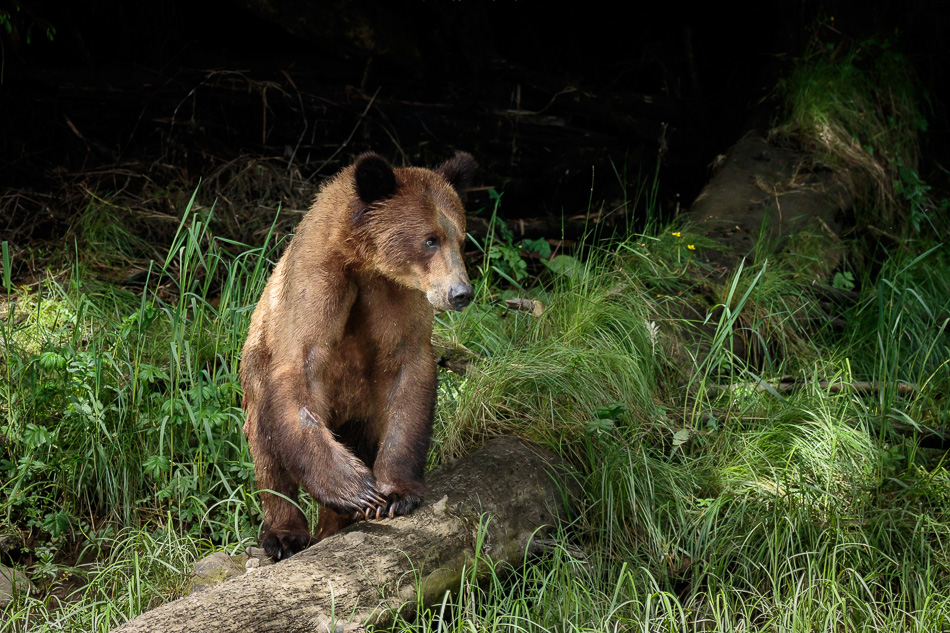 Grizzly Bear in Khutzeymateen Provincial Park, British Columbia