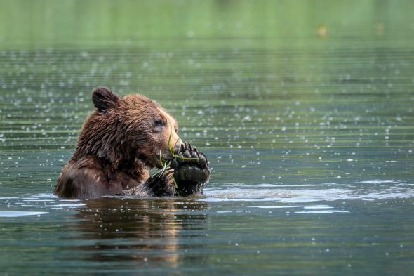 Grizzly Bear eating grass in Khutzeymateen Provincial Park, British Columbia