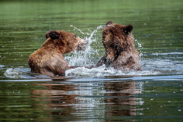 Two Grizzly Bears playing in the water in Khutzeymateen Provincial Park, British Columbia