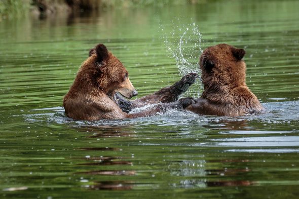 Two Grizzly Bears playing in the water in Khutzeymateen Provincial Park, British Columbia