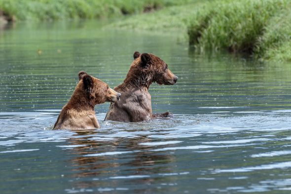 Two Grizzly Bears playing in the water in Khutzeymateen Provincial Park, British Columbia