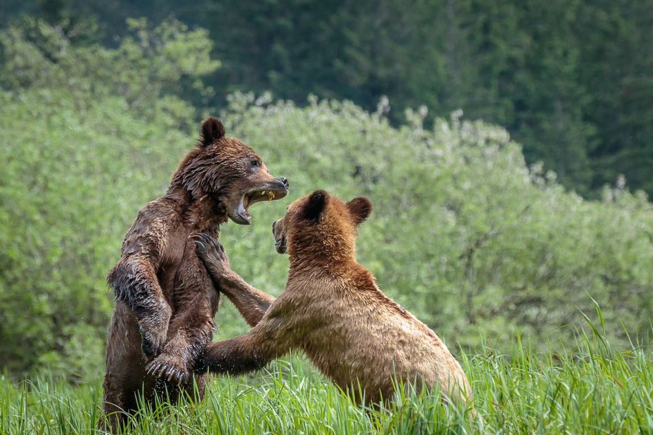 Grizzly Bear in Khutzeymateen Provincial Park, British Columbia