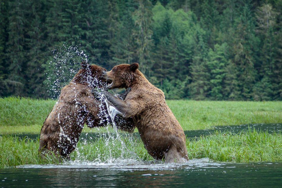 Two Grizzly Bears playing in the water in Khutzeymateen Provincial Park, British Columbia