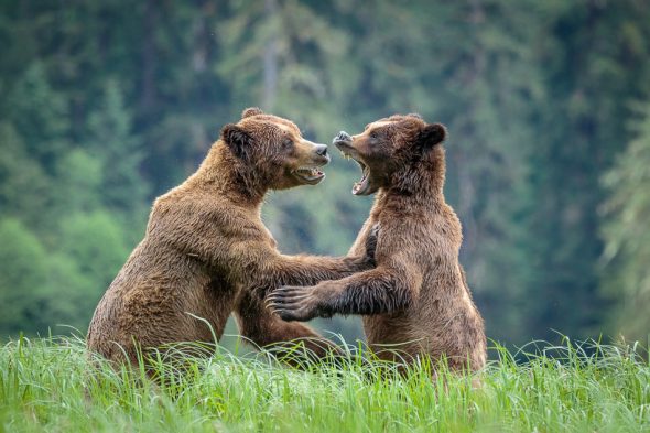 Two Grizzly Bears playing in Khutzeymateen Provincial Park, British Columbia