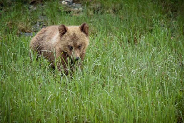 Grizzly Bear cub in Khutzeymateen Provincial Park, British Columbia