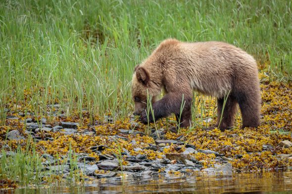 Grizzly Bear cub in Khutzeymateen Provincial Park, British Columbia