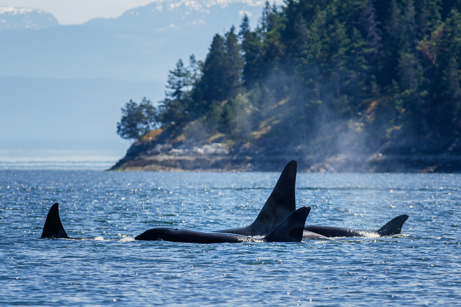 A pod of transient Orcas near Campbell River, BC.