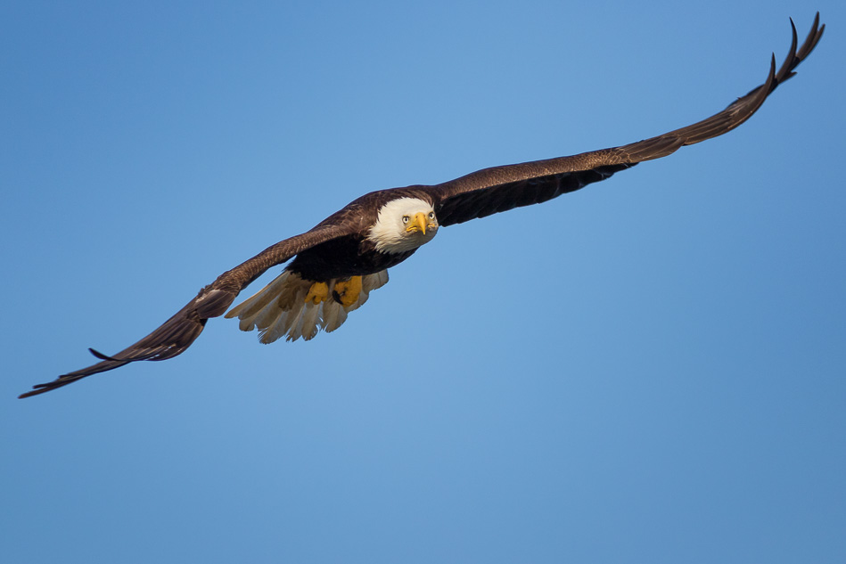 Bald Eagle flying in Campbell River, British Columbia