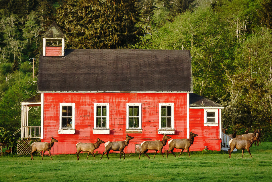 Roosevelt Elk, Elk Country, Oregon