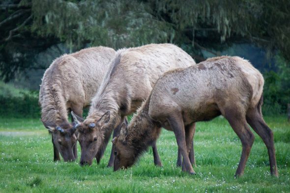 Roosevelt Elk, Elk Country, Oregon