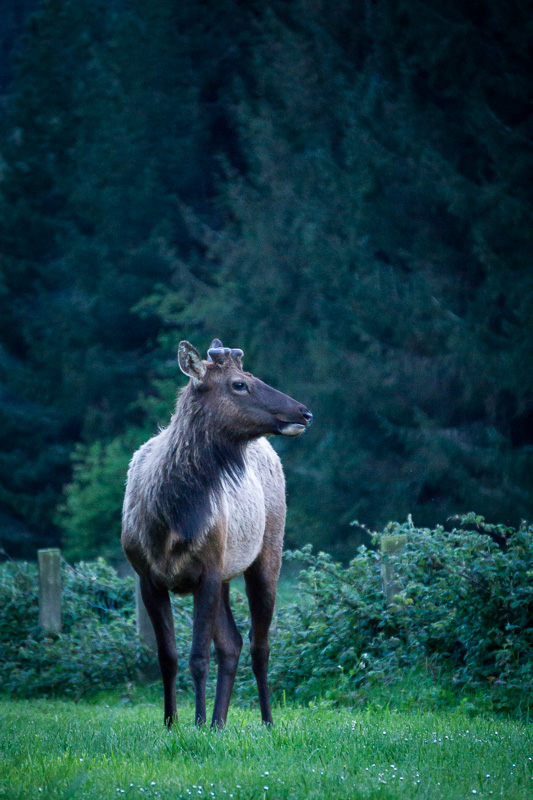 Roosevelt Elk, Elk Country, Oregon