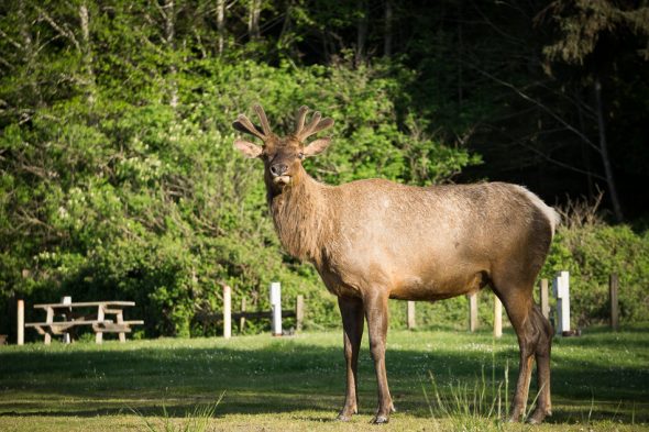 Roosevelt Elk, Elk Country, Oregon