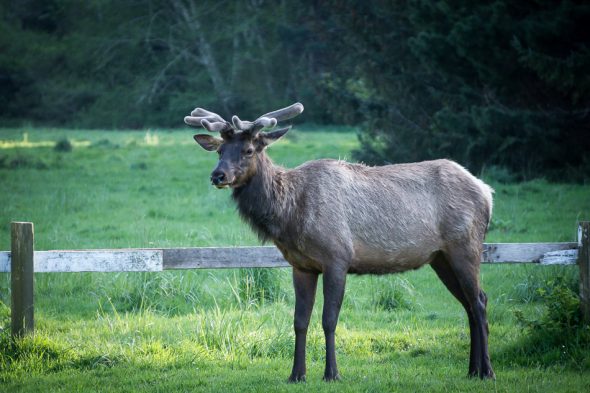 Roosevelt Elk, Elk Country, Oregon