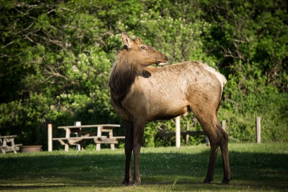 Roosevelt Elk, Elk Country, Oregon
