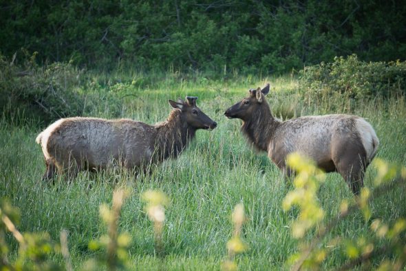 Roosevelt Elk, Elk Country, Oregon