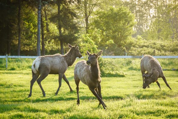 Roosevelt Elk, Elk Country, Oregon