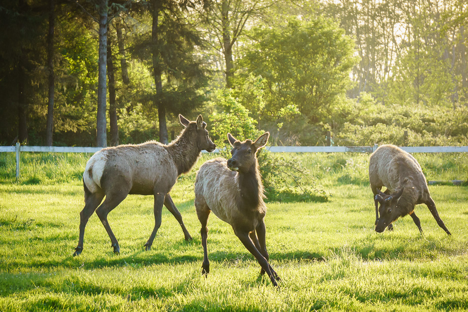 Roosevelt Elk, Elk Country, Oregon