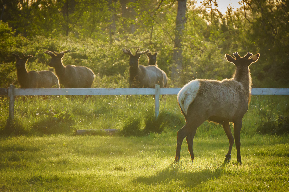 Roosevelt Elk, Elk Country, Oregon