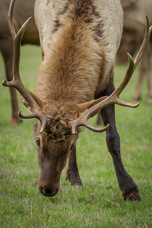 Roosevelt Elk, Elk Country, Oregon
