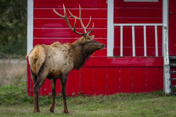 Roosevelt Elk, Elk Country, Oregon