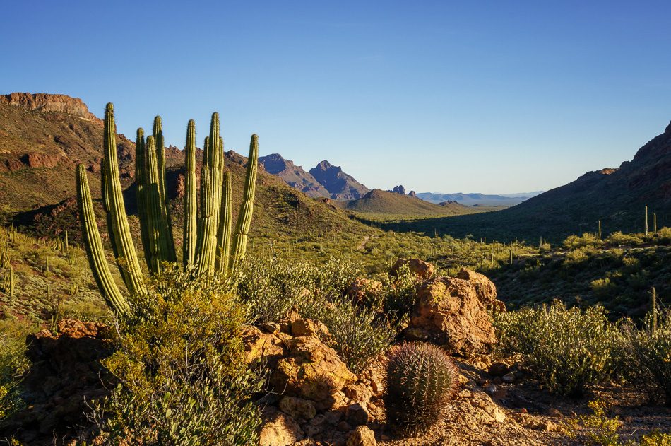 Organ Pipe Cactus National Monument, Arizona