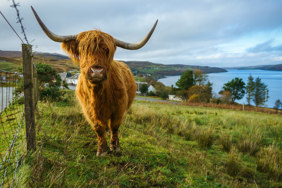 Highland Cattle (Heilan Coo), Isle of Skye, Scotland