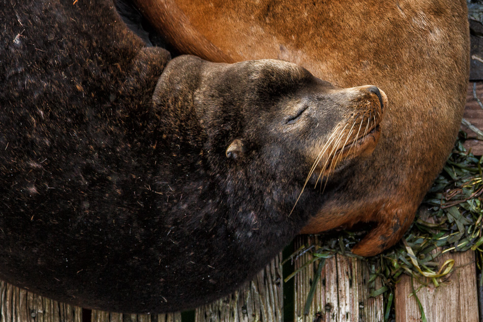 Sea Lion, Newport, Oregon
