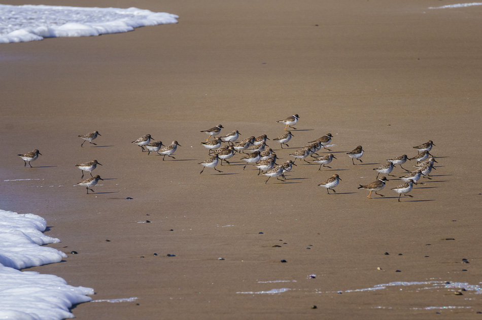Sandpipers running on the beach in Lincoln City, Oregon