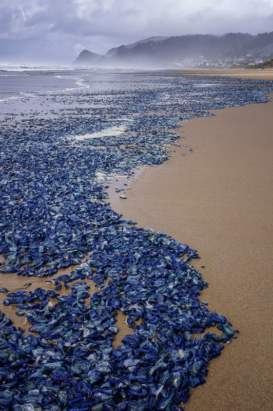 Valella Valella on the beach in Lincoln City, Oregon