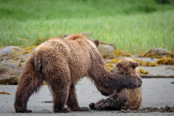 Grizzly Bears in Khutzeymateen Provincial Park, British Columbia
