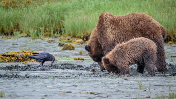 Grizzly Bears in Khutzeymateen Provincial Park, British Columbia