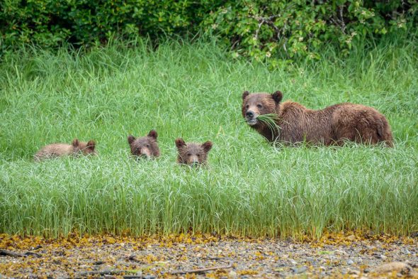 Grizzly Bears in Khutzeymateen Provincial Park, British Columbia