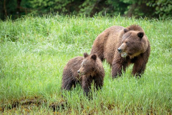 Grizzly Bears in Khutzeymateen Provincial Park, British Columbia