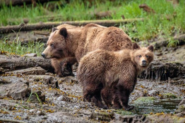 Grizzly Bears in Khutzeymateen Provincial Park, British Columbia