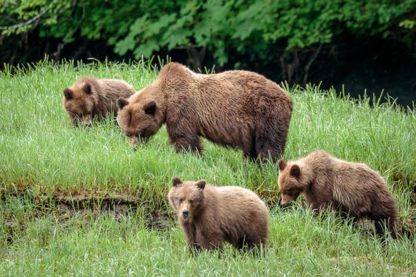 Grizzly Bears in Khutzeymateen Provincial Park, British Columbia