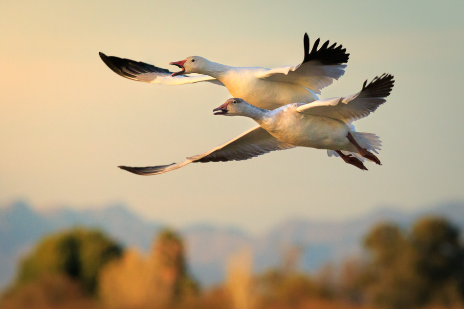 Cibola National Wildlife Refuge, Arizona