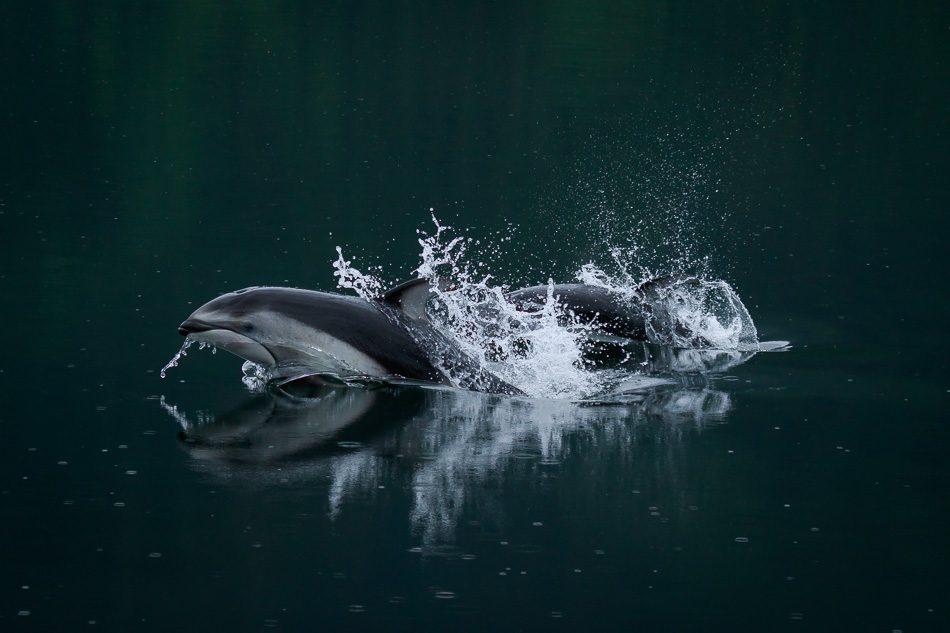 Pacific White Sided Dolphins in Khutzeymateen Provincial Park, British Columbia