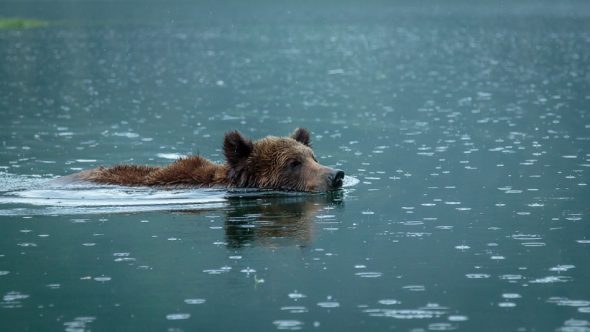 Grizzly Bears in Khutzeymateen Provincial Park, British Columbia