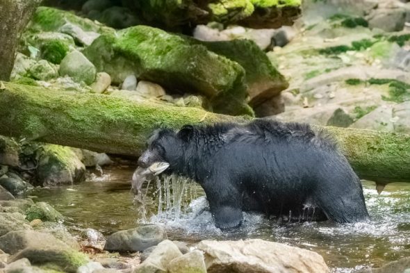 Black Bear in the Great Bear Rainforest, British Columbia