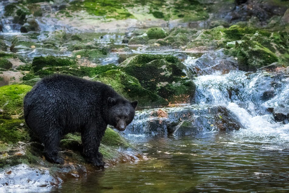 Black Bear in the Great Bear Rainforest, British Columbia