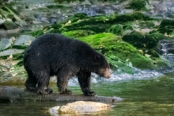Black Bear in the Great Bear Rainforest, British Columbia