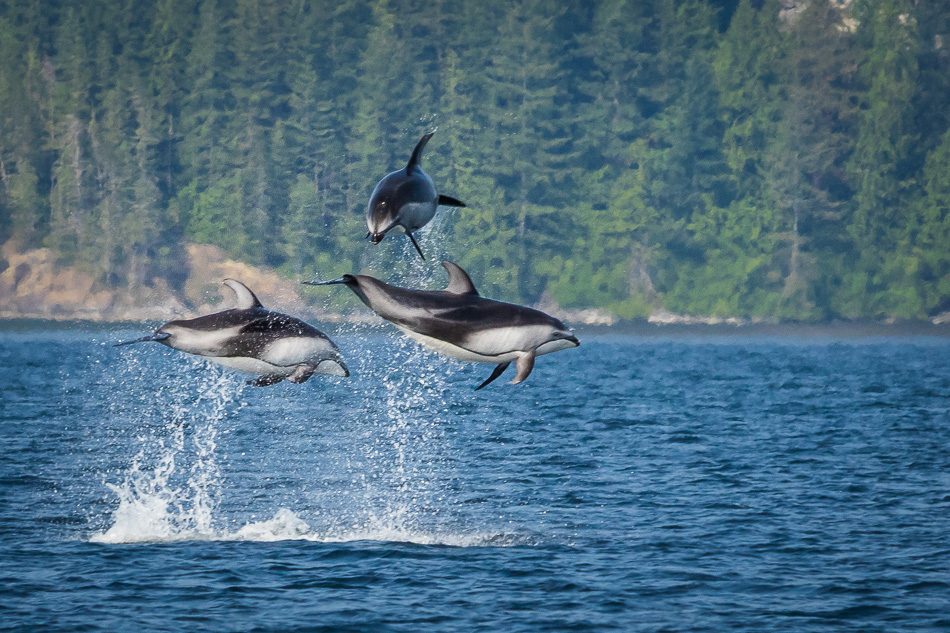 Pacific White Sided Dolphins in Johnstone Strait, British Columbia