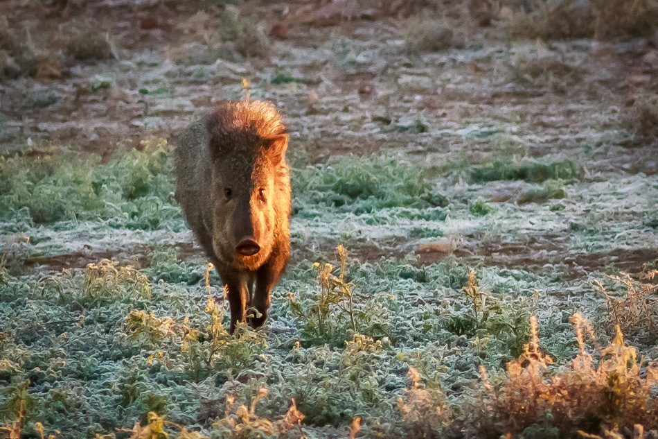 Javalina at Whitewater Draw, Arizona