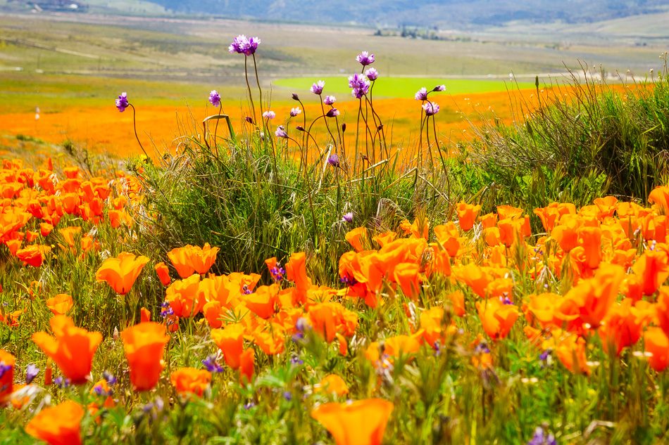 Super-bloom at the Antelope Valley California Poppy Reserve near Lancaster, California