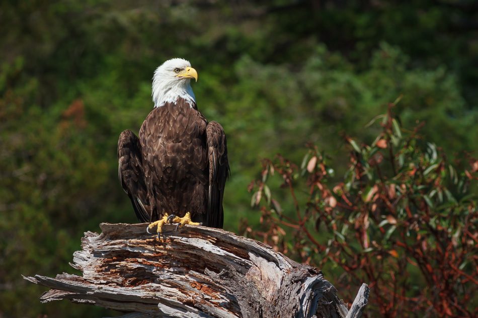 Bald Eagle near Campbell River, BC