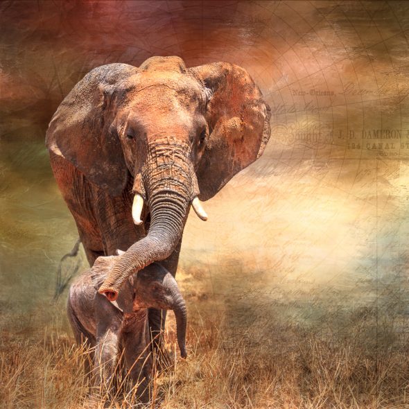 Elephant Mom and Baby Digital Art