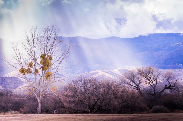 Dead Horse Ranch State Park, Arizona