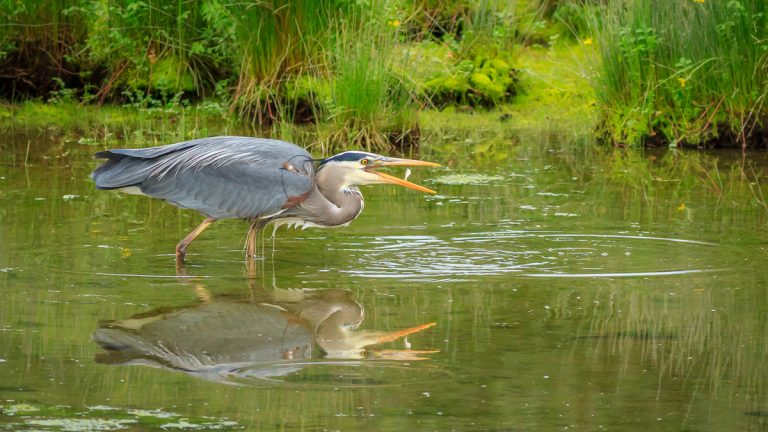 Wildlife Photography with Limited Mobility Using Gitzo Systematic Tripod and Fluid Gimbal Head